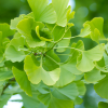 Ginkgo Biloba